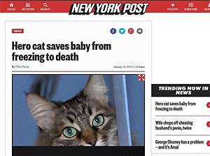 В российском городе Обнинск кошка спасла выброшенного на улицу младенца