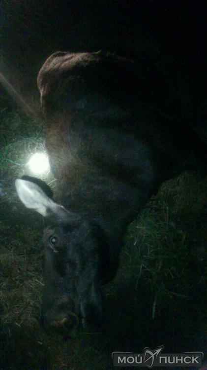 Неутешительные итоги прошлой недели, насыщенной на ДТП Неутешительные итоги прошлой недели, насыщенной на ДТП