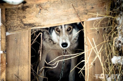 Отлов животных в Светлогорском районе: «Стреляя в собак, они могли попасть в детей»