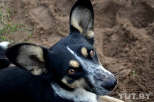 Отлов животных в Светлогорском районе: «Стреляя в собак, они могли попасть в детей»
