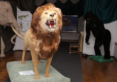 Таких животных Барановичи еще не видели