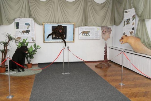 Таких животных Барановичи еще не видели