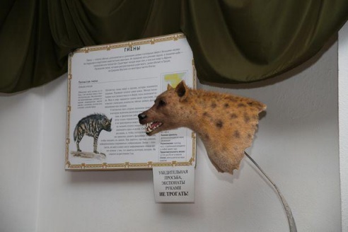 Таких животных Барановичи еще не видели