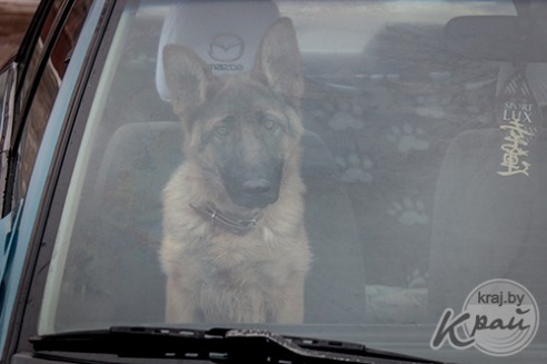 Иван Алексин из Глубокского района прошел все испытания по фигурному вождению за 1 минуту 39 секунд (ФОТО, ВИДЕО)