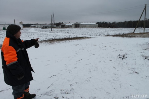 Волк против Медведов: как в Светлогорском районе сельчане отбивались от дикого зверя