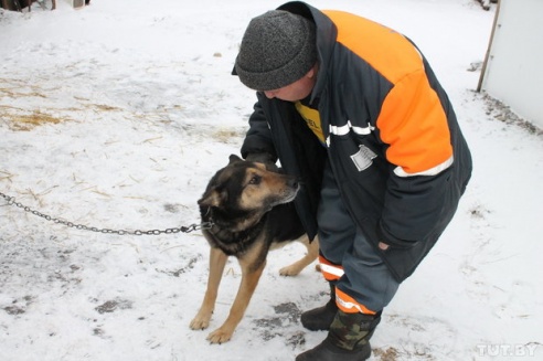 Волк против Медведов: как в Светлогорском районе сельчане отбивались от дикого зверя