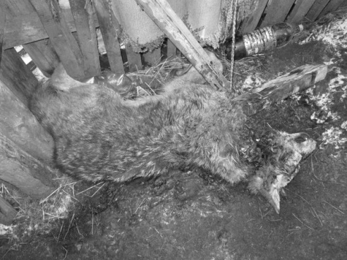 Волк против Медведов: как в Светлогорском районе сельчане отбивались от дикого зверя