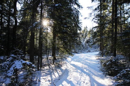 Жыве за лесам Гаспадар