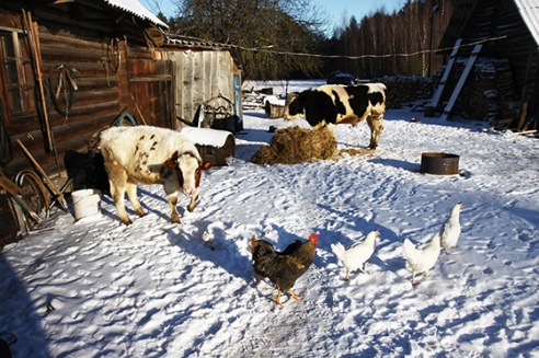 Жыве за лесам Гаспадар