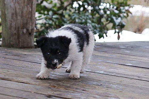 Под Барановичами прошел большой фестиваль белорусской культуры "Снежань"