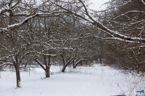 Жители деревни Жары Вилейского района вступились за яблоневый сад (ФОТО)