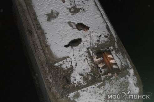 ЧП на одной из колонн старого моста, через реку Пина