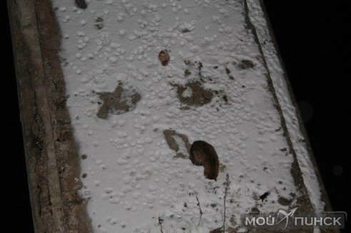 ЧП на одной из колонн старого моста, через реку Пина