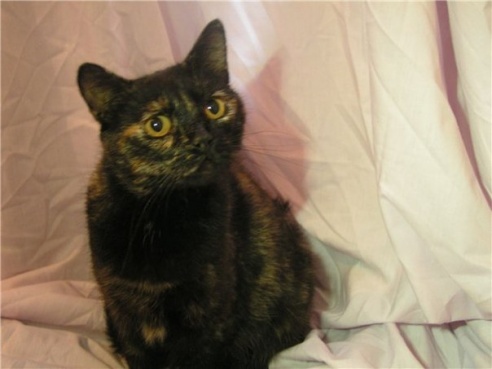 Она спасает животных