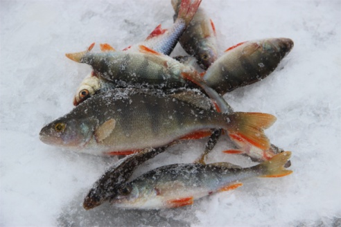 В Дрибинском районе прошли соревнования по лову рыбы со льда