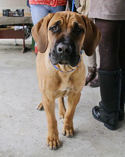 В Барановичах прошла республиканская выставка собак