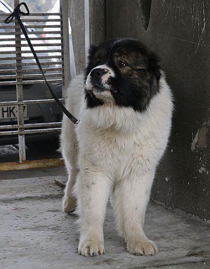 В Барановичах прошла республиканская выставка собак