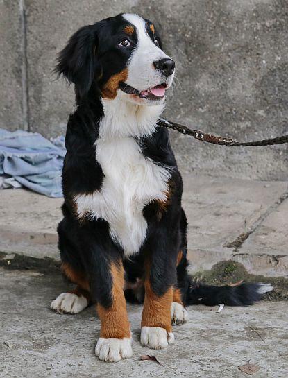 В Барановичах прошла республиканская выставка собак