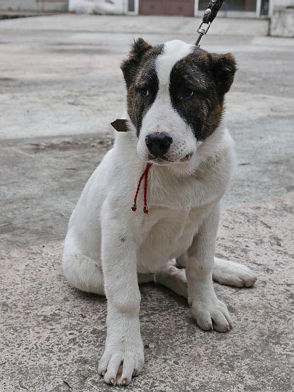 В Барановичах прошла республиканская выставка собак