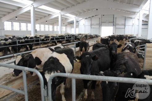 Современную молочно-товарную ферму открыли в Добровичах Вилейского района (ФОТО)