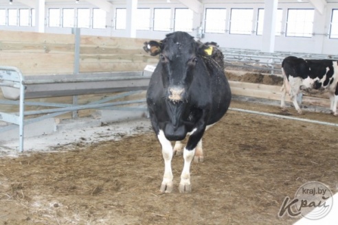 Современную молочно-товарную ферму открыли в Добровичах Вилейского района (ФОТО)