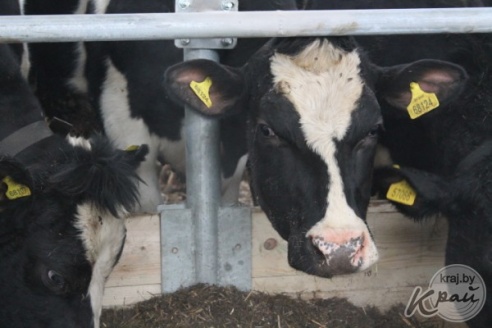Современную молочно-товарную ферму открыли в Добровичах Вилейского района (ФОТО)