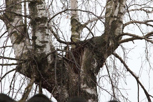 Береза собирается упасть?