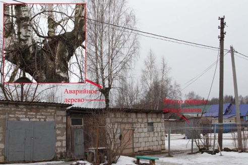 Береза собирается упасть?