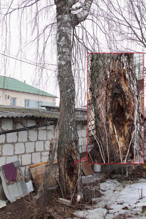 Береза собирается упасть?