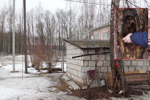 Береза собирается упасть?