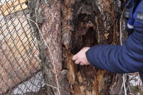 Береза собирается упасть?