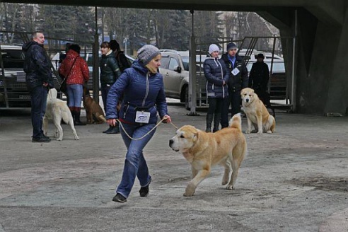 В Барановичах прошла республиканская выставка собак