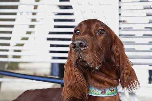 В Барановичах прошла республиканская выставка собак