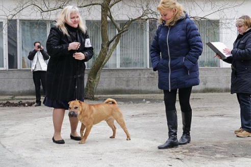 В Барановичах прошла республиканская выставка собак