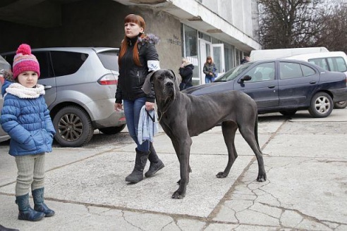 В Барановичах прошла республиканская выставка собак