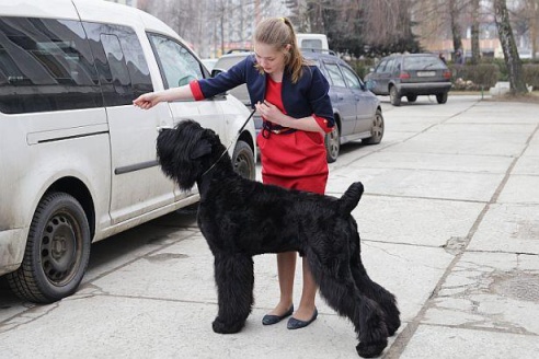 В Барановичах прошла республиканская выставка собак