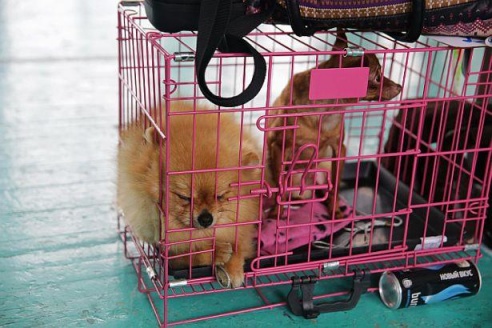 В Барановичах прошла республиканская выставка собак