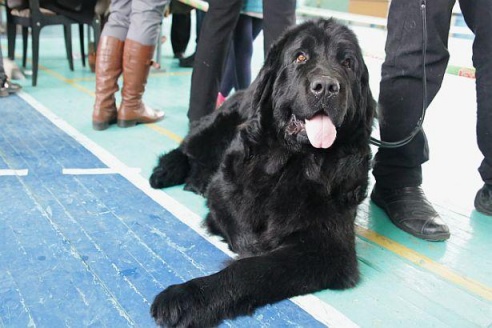 В Барановичах прошла республиканская выставка собак