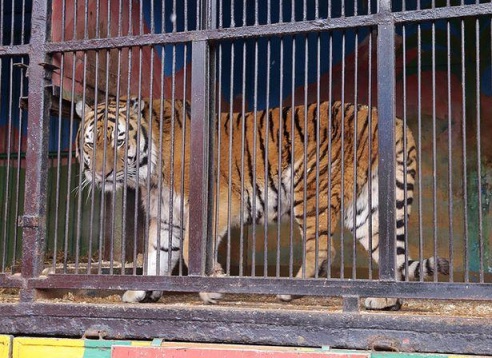 ФОТОФАКТ: Дикие звери в центре г. Барановичи