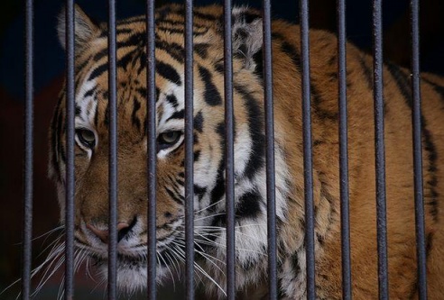 ФОТОФАКТ: Дикие звери в центре г. Барановичи