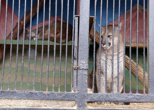 ФОТОФАКТ: Дикие звери в центре г. Барановичи