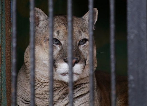 ФОТОФАКТ: Дикие звери в центре г. Барановичи