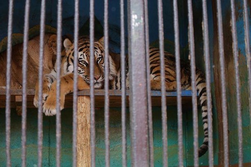 ФОТОФАКТ: Дикие звери в центре г. Барановичи