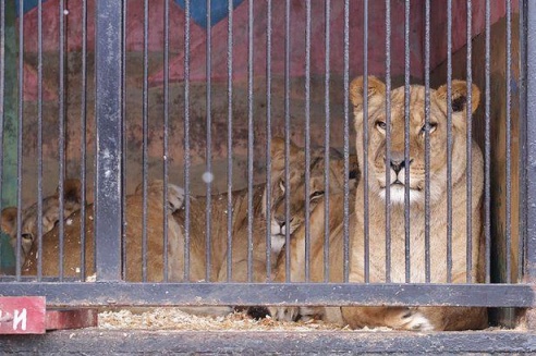 ФОТОФАКТ: Дикие звери в центре г. Барановичи