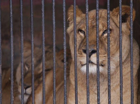 ФОТОФАКТ: Дикие звери в центре г. Барановичи