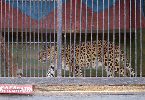 ФОТОФАКТ: Дикие звери в центре г. Барановичи