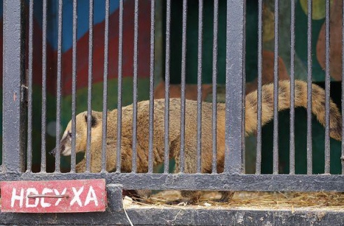 ФОТОФАКТ: Дикие звери в центре г. Барановичи