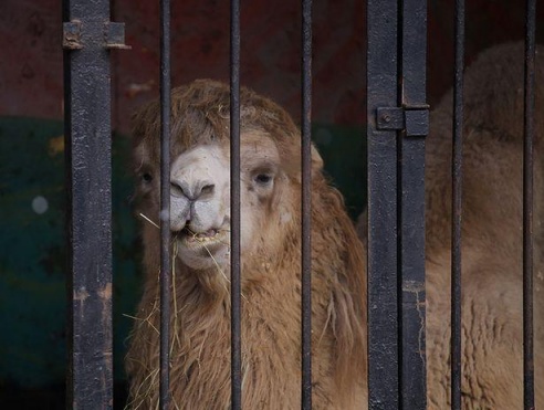 ФОТОФАКТ: Дикие звери в центре г. Барановичи