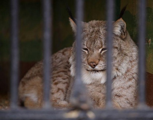 ФОТОФАКТ: Дикие звери в центре г. Барановичи