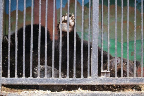 ФОТОФАКТ: Дикие звери в центре г. Барановичи